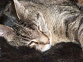 Picture of cat